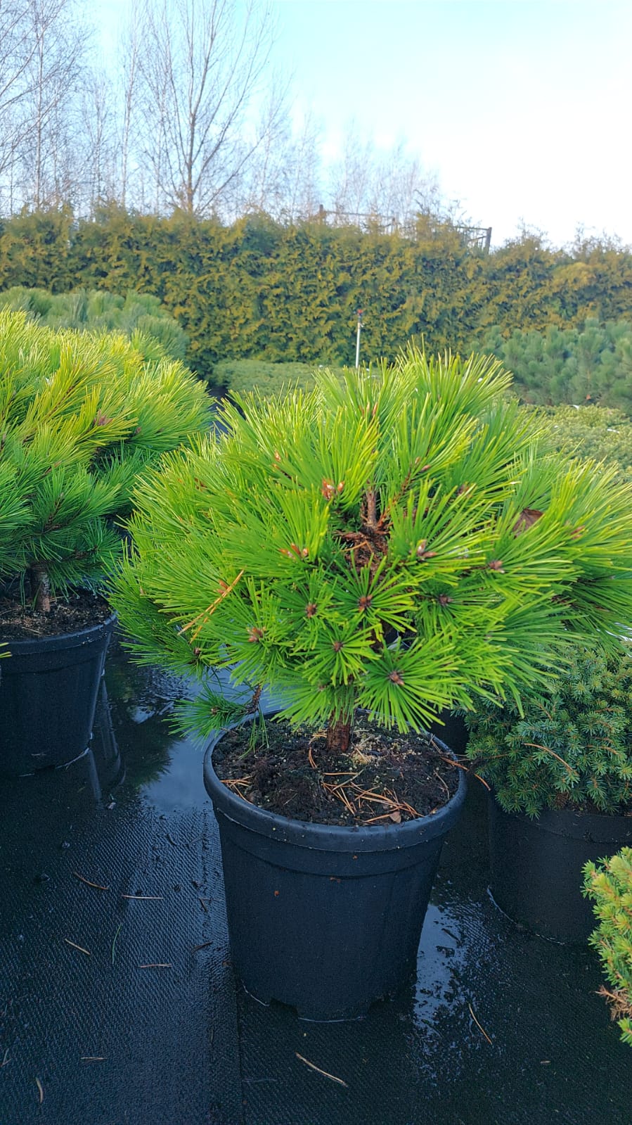 Сосна горная Лоу Глоу